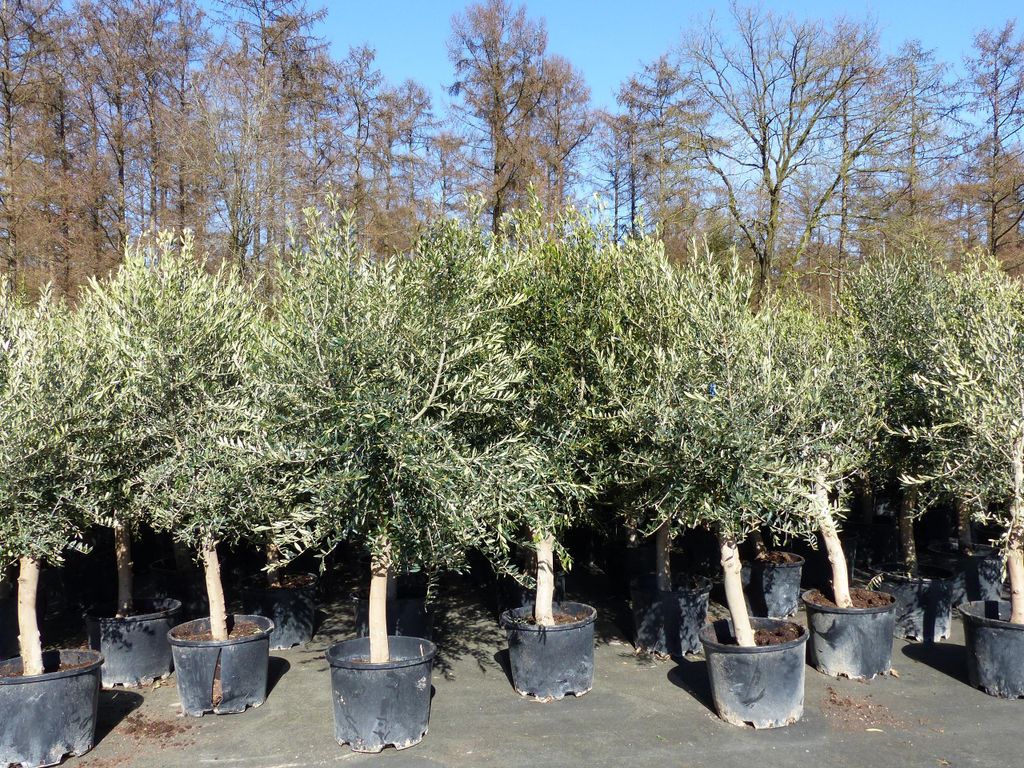 3x Olivenbaum Olive "20 Jahre" 180 - 220 cm, beste Produktbild 