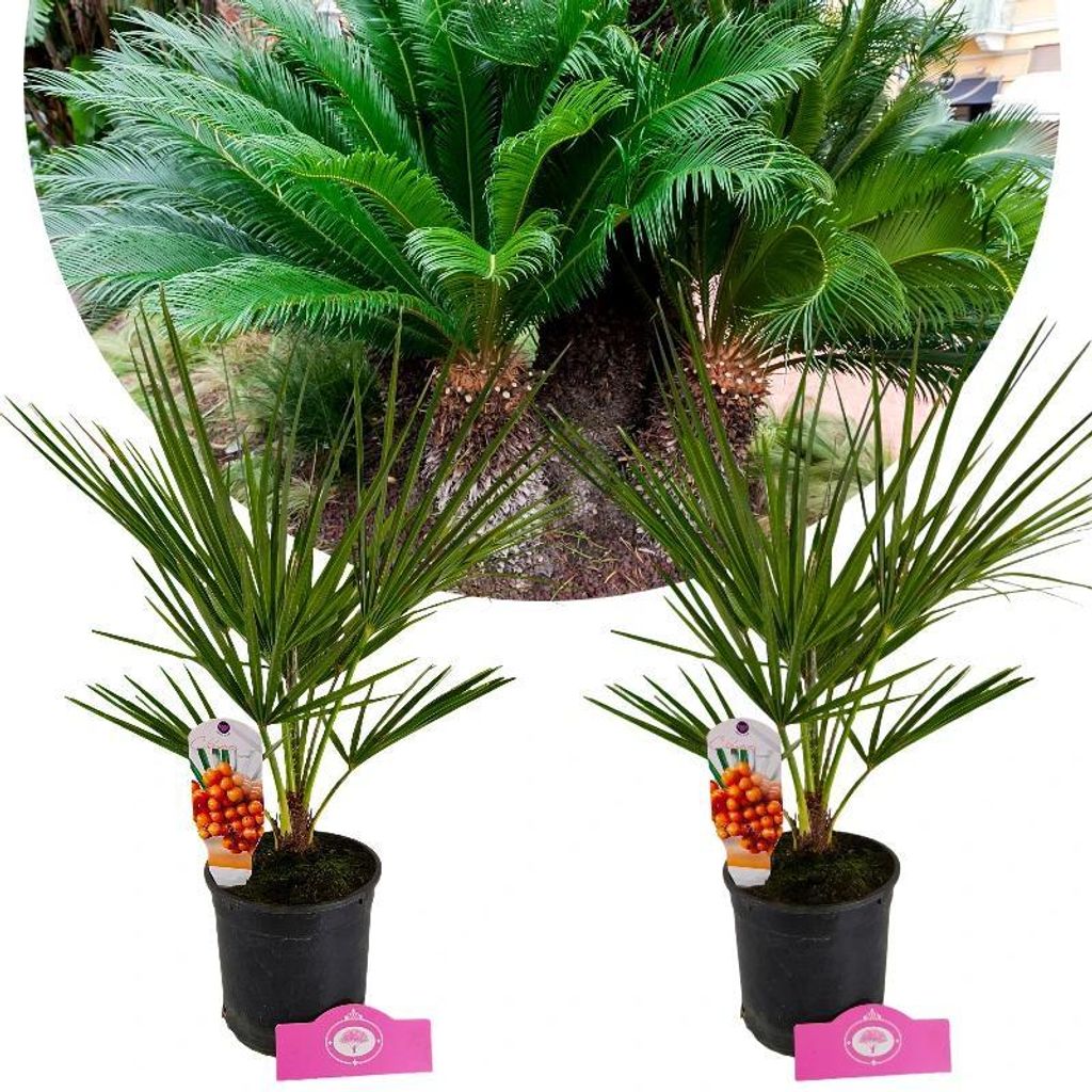 Set mit 2 Europäische Zwergpalme – Chamaerops humilis – Höhe 60 cm – 15 cm Topf