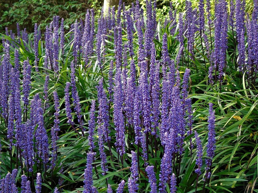 Stauden Gänge 5 x Liriope muscari ‚Ingwersen' im 1 Liter Topf - Lilientraube - Pflegeleicht, vielseitig und immer stilvoll - Winterhart