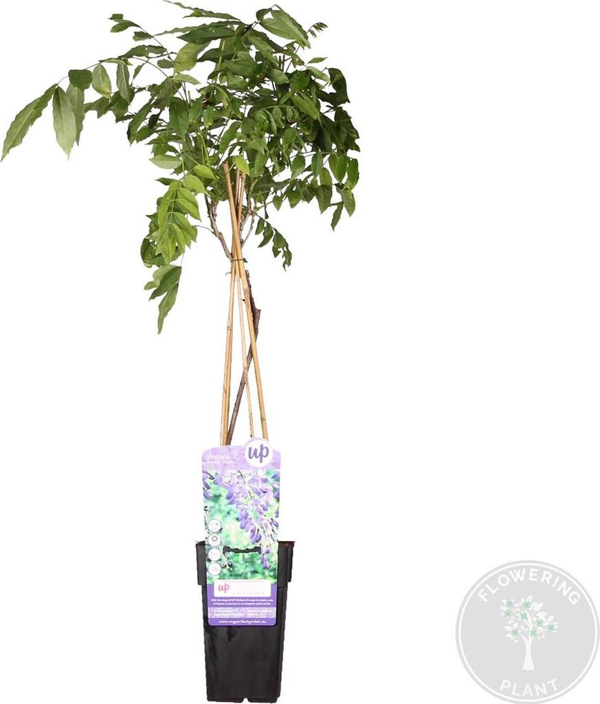 Bloomique - Wisteria Sinensis Prolific - Blauregen Produktbild 