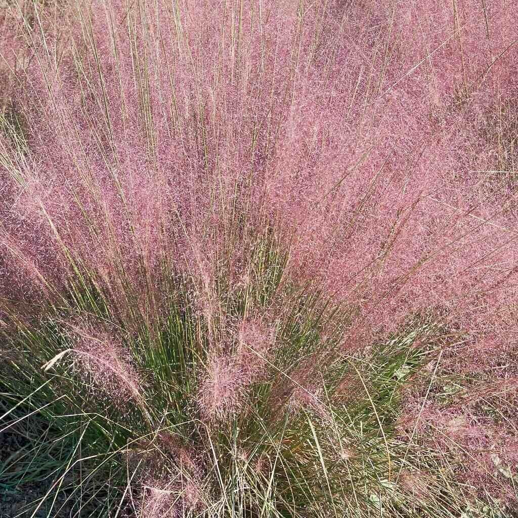 Trawa Miłka okazała Eragrostis spectabilis 1L Zdjęcie produktu 