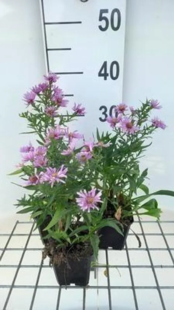 Aster d'automne Peter Harrison - 6 vivaces contre les jardins ternes