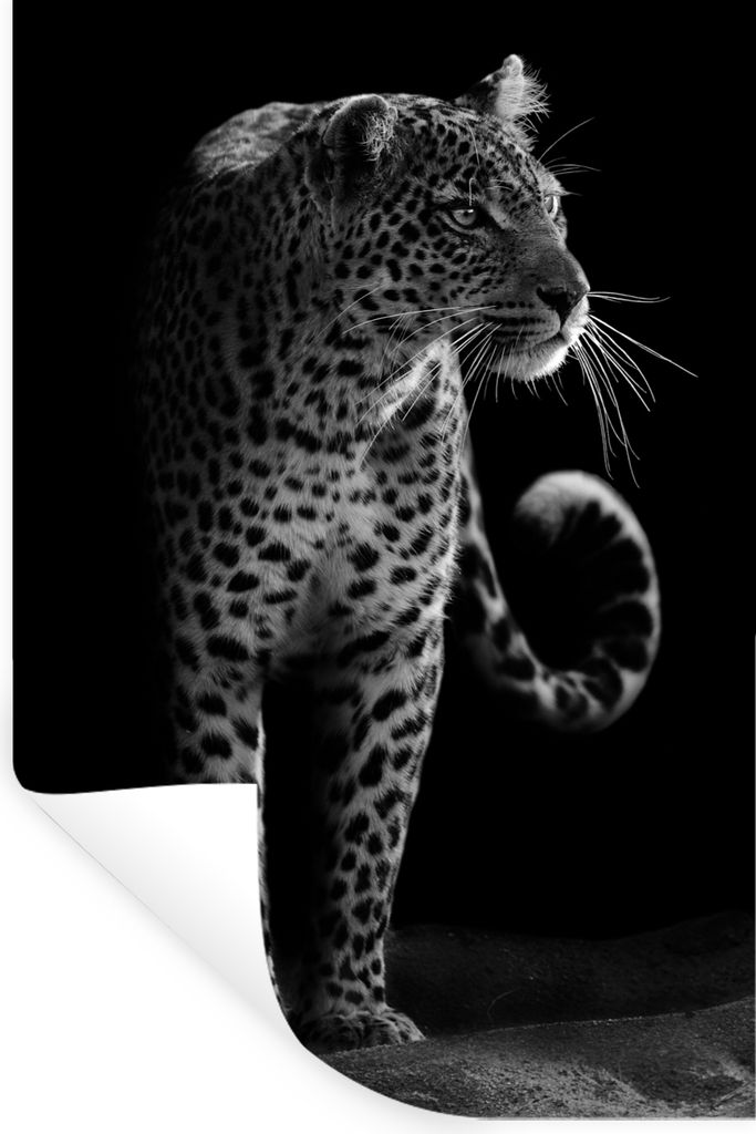 MuchoWow Wandtattoo Wandsticker Wandaufkleber Wildtiere - Leopard - Natur - Schwarz - Weiß 60x90 cm Selbstklebend und Repositionierbar - Sticker...