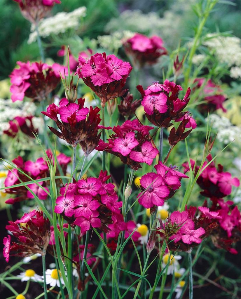 Dianthus carthusianorum, Karthäuser-Nelke, rosa Blüten, ca. Produktbild 
