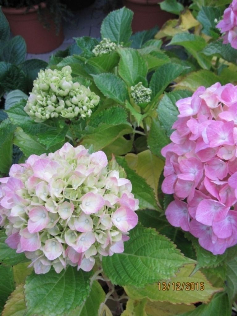 Gartenhortensie Sweet Seduction - Hydrangea macrophylla Sweet Seduction