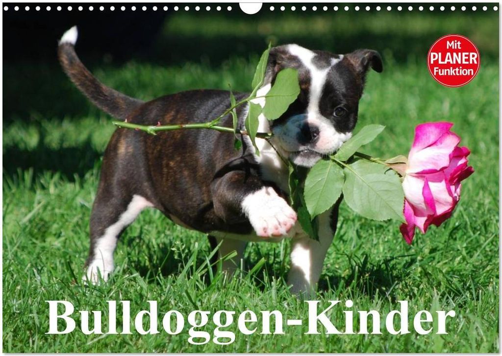 Bulldoggen-Kinder (Wandkalender 2026 DIN A3 quer), CALVENDO Monatskalender