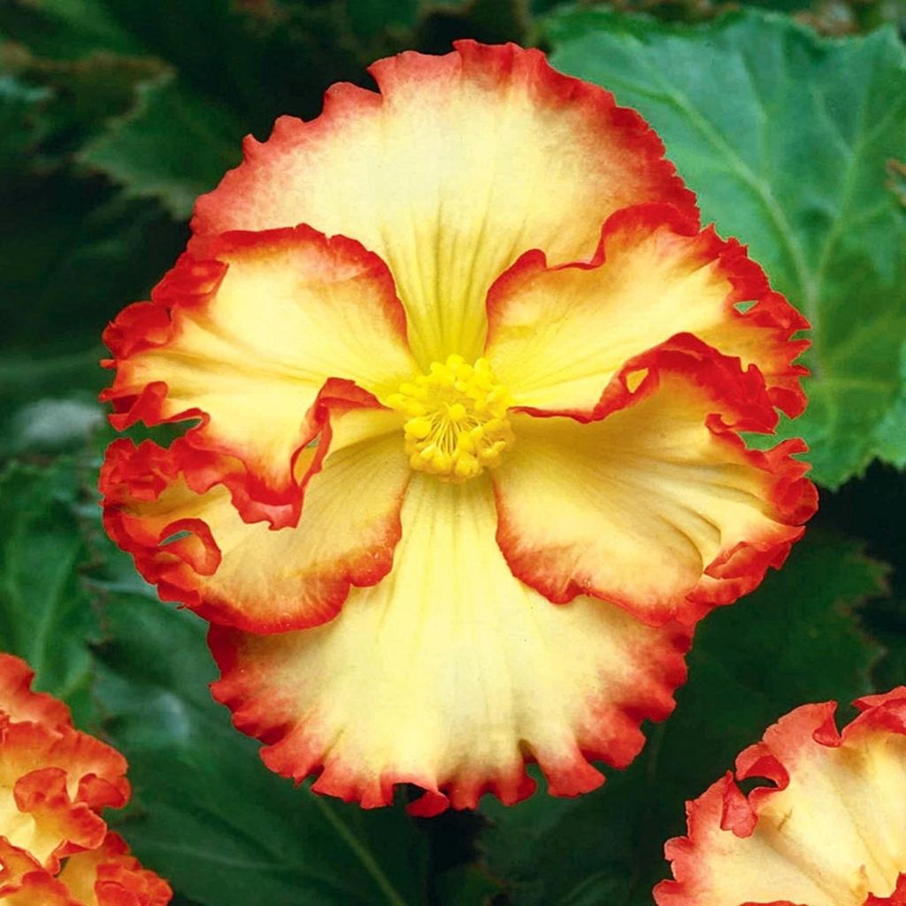 Begonia dvoubarevná Crispa Marginata žlutá 1 ks begónie Obrázek produktu 