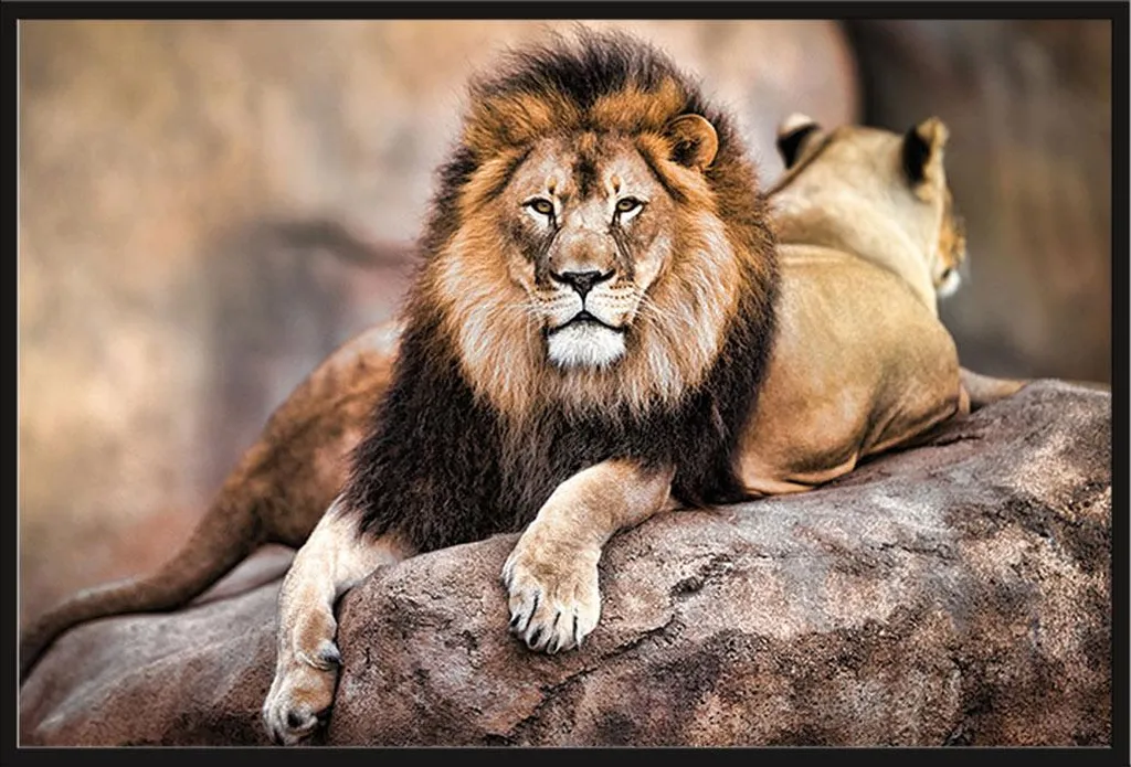 Décoration Murale Lion King of the Pride avec Cadre Noir pour Bureau Pro