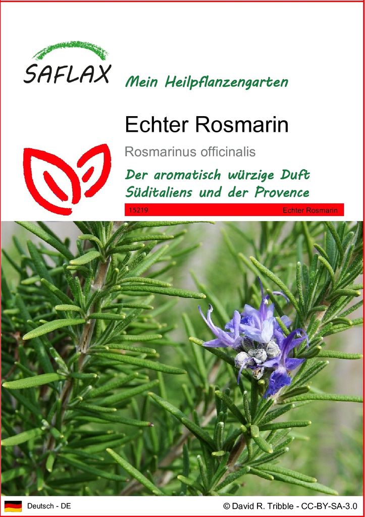 SAFLAX - Heilpflanzen - Echter Rosmarin - 100 Samen - Rosmarinus officinalis