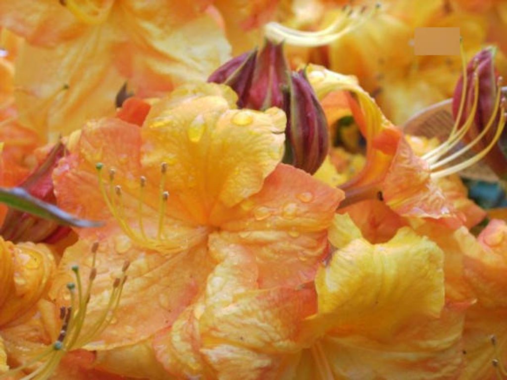 Sommergrüne Azalee Klondyke - Rhododendron luteum Klondyke Produktbild 