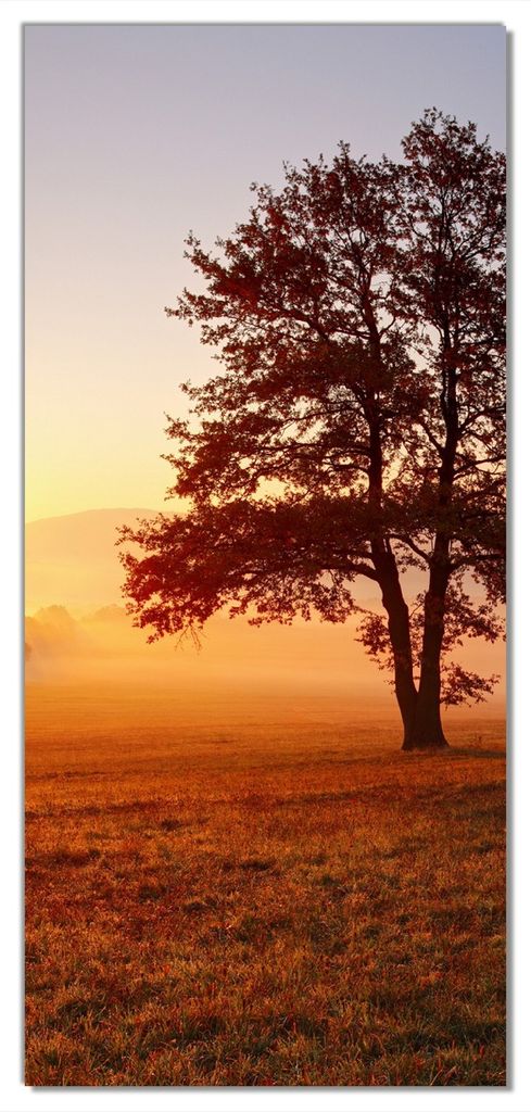 Wallario selbstklebende Türtapete 100 x 220 cm mit Schutzlaminat - Sonnenaufgang über der Wiese mit Nebel