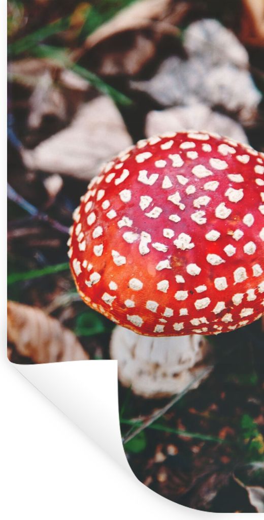 MuchoWow Wandtattoo Wandsticker Wandaufkleber Herbst - Pilz - Blätter - Natur 40x80 cm Selbstklebend und Repositionierbar - Repositionierbar - W...
