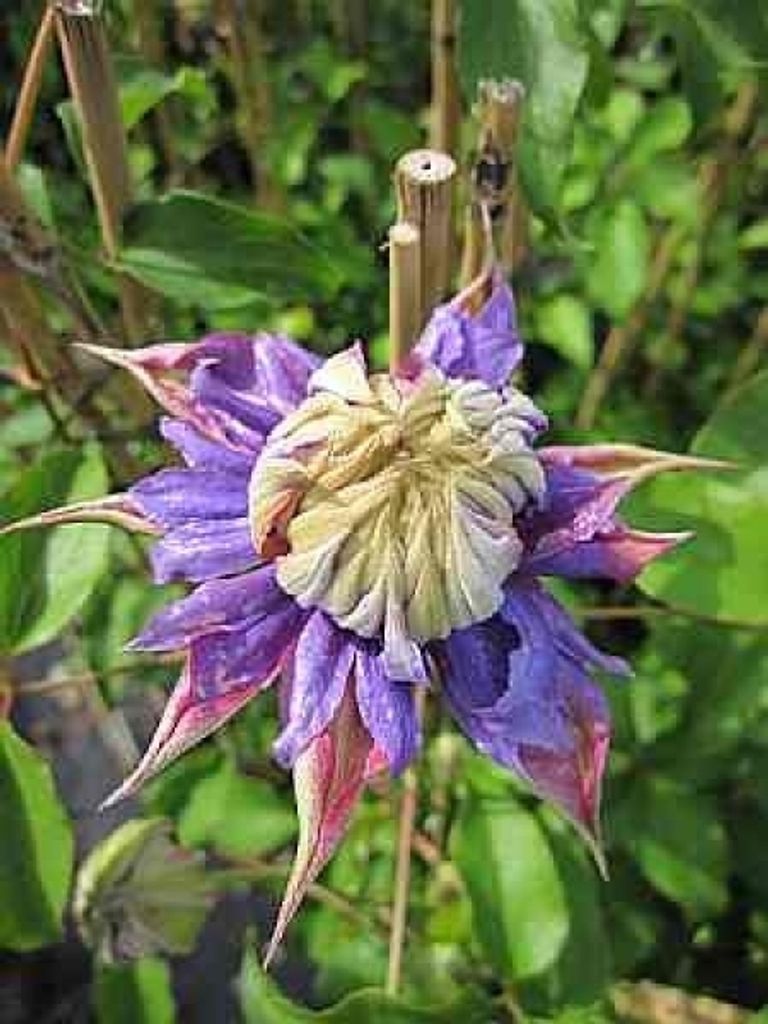 Clematis Diamantina TM Evipo 039 (N) (60 - 100 cm) - Waldrebe / Klematis