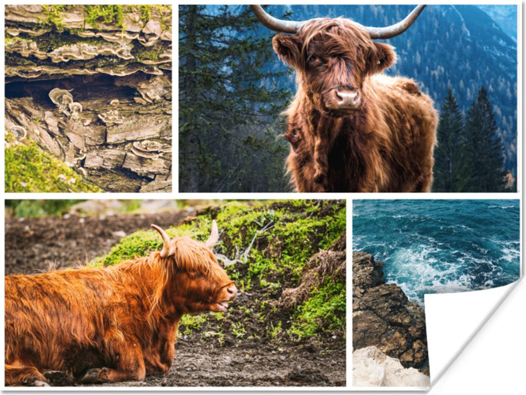 MuchoWow Poster Schottische Highlander - Collage - Landschaft 160x120 cm - Foto Plakat