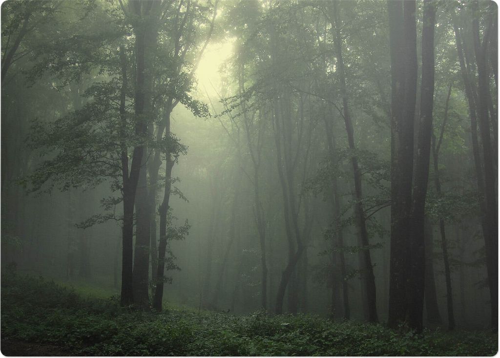 Nebliger Wald Im Morgengrauen – Bodenschutzmatte – Rutschfest – Schutzmatte für Büro – Vinylmatte – Stuhlunterlage – 140 x 100 cm