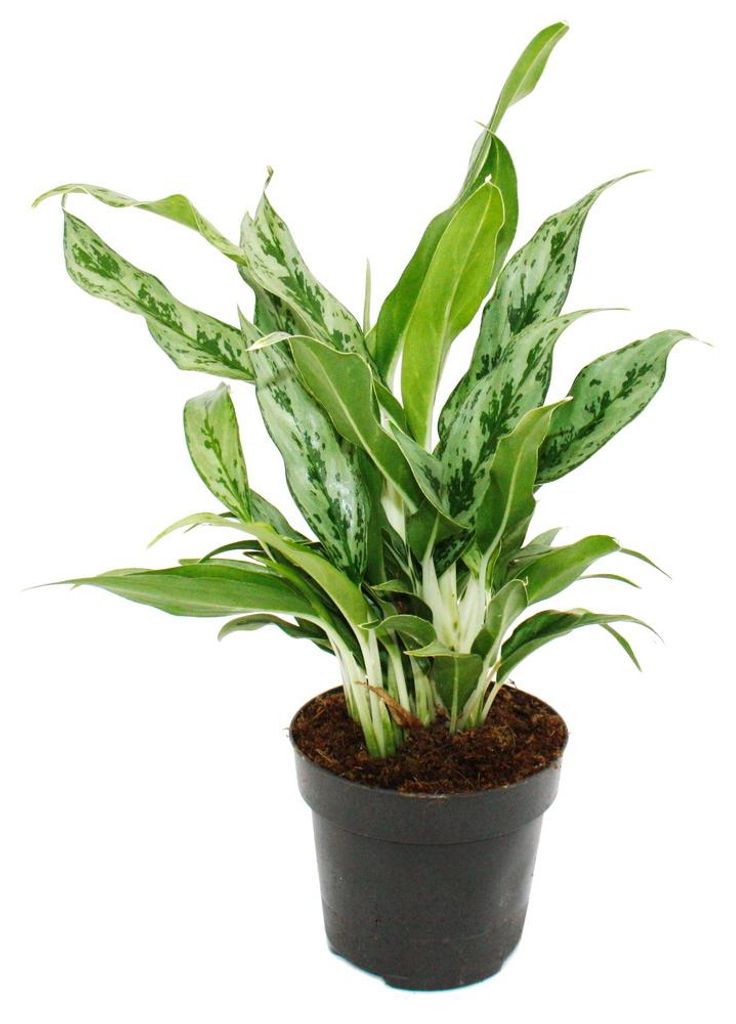 Aglaonema Greyhound - Filamento variegato - Varietà Immagine del prodotto 