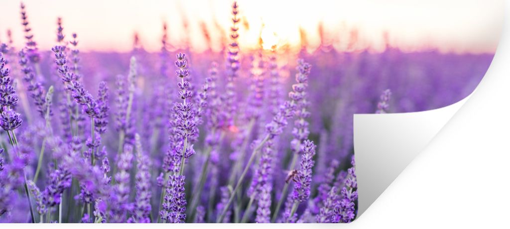 MuchoWow Wandtattoo Wandsticker Wandaufkleber Lavendel - Nahaufnahme - Lila - Blumen 80x40 cm Selbstklebend und Repositionierbar - Aufkleber