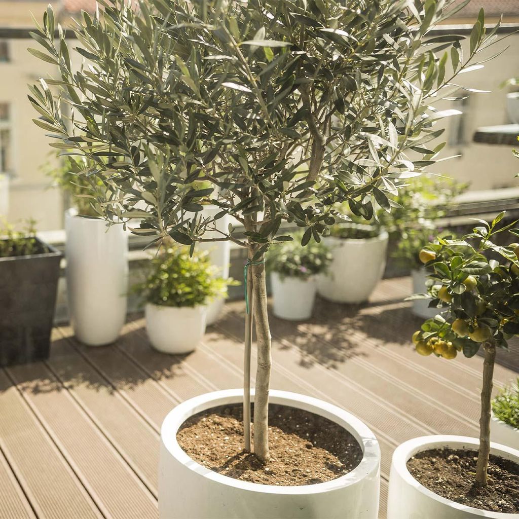 Bloomique Olivenbaum Echt 80-90 cm Topf 19 cm Winterhart