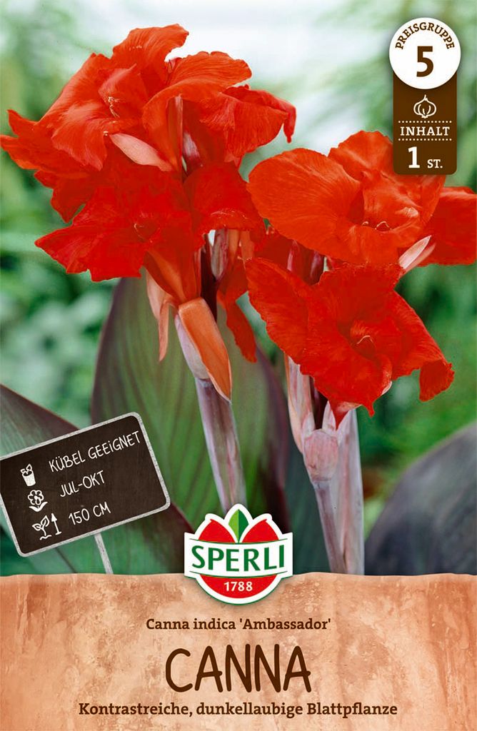 40 Stück Weiße Canna-Lilien Blumensamen - Einfach Zu Züchten Für Garten & Balkon