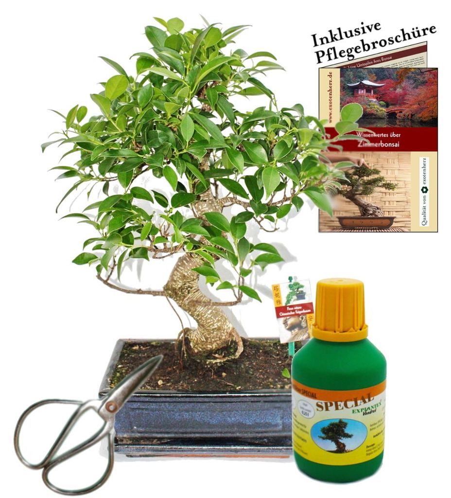 Bonsai Chin. Feigenbaum Ficus retusa ca. 10 Jahre 25cm Schale Geschenk-Set mit Schere und Dünger