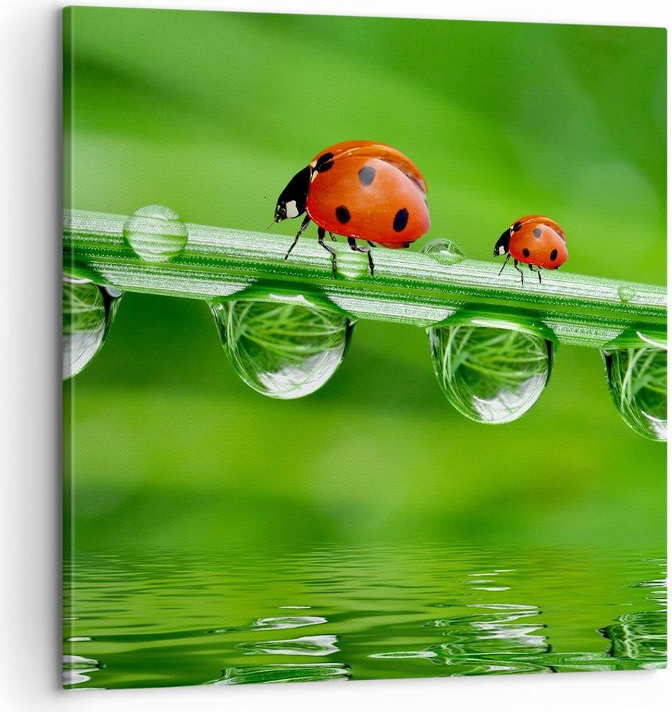 Bild auf Leinwand - Leinwandbild - Marienkäfer Wasser Grün Umwelt - 60x60cm - Wand Bild - Wanddeko - Leinwanddruck - Bilder - Kunstdruck - Wandde...