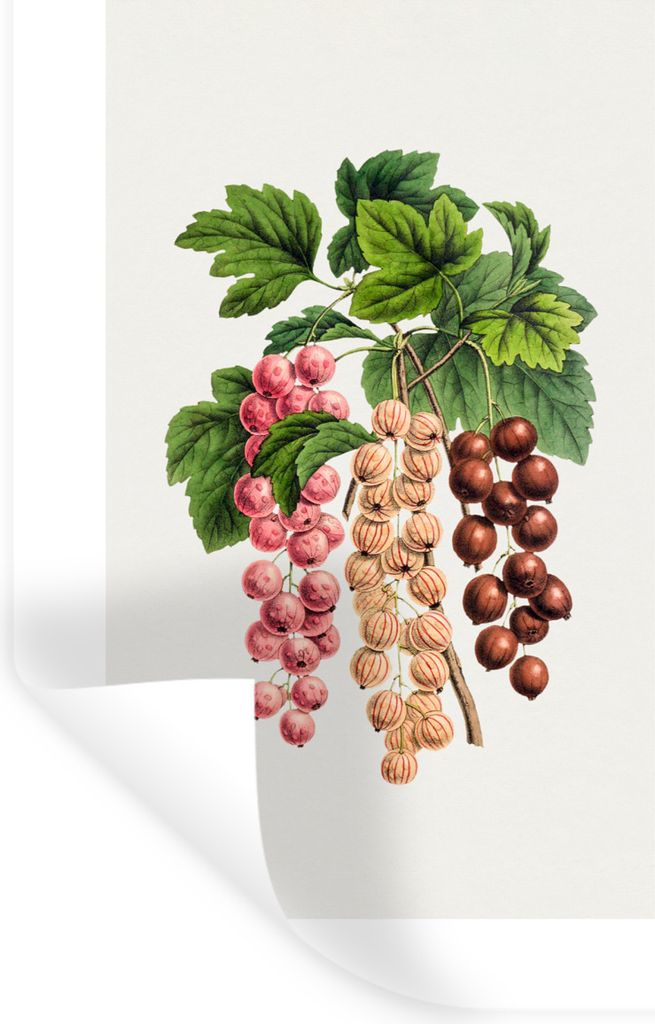 MuchoWow Wandtattoo Wandsticker Wandaufkleber Obst - Beeren - Lebensmittel 40x60 cm Selbstklebend und Repositionierbar - Wierderverwendbar - Selb...