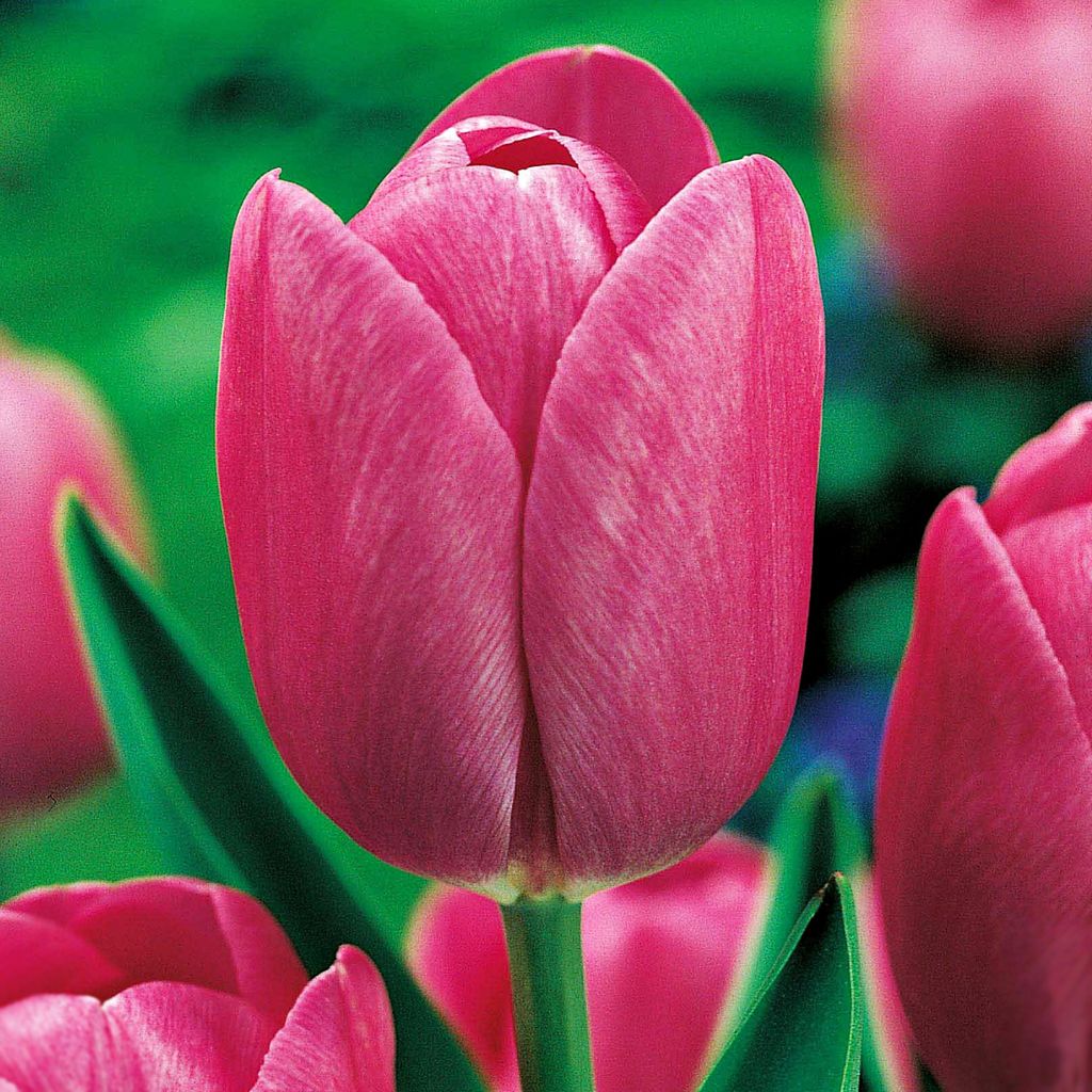 Tulipani Bulbi di tulipani Bulbi di fiori Fiori di tulipano Immagine del prodotto 