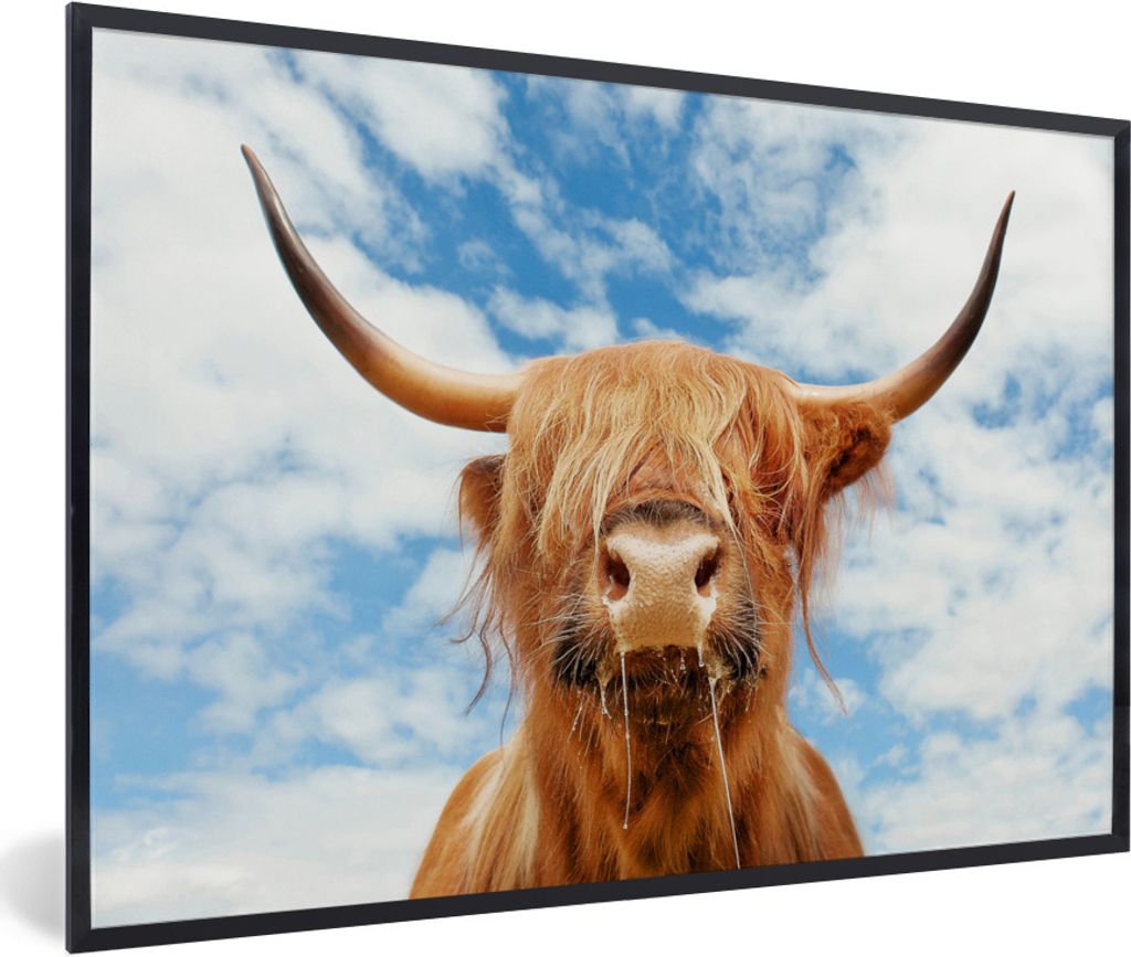 MuchoWow Gerahmtes Poster Schottischer Highlander - Kuhkopf - Hörner 90x60 cm - Poster mit Schwarzem Bilderrahmen Wandposter Rahmen Foto Bilder ...
