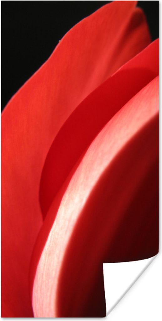 MuchoWow Poster Nahaufnahme des Kopfes einer roten Tulpe vor einem schwarzen Hintergrund 80x160 cm - Kinderzimmer