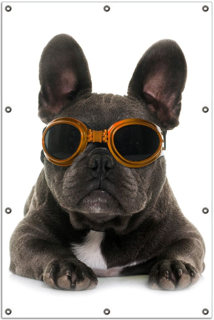 Wallario Outdoor-Poster für Garten oder Balkon, Motiv Cooler Hund mit Sonnenbrille in orange - Französische Bulldogge, in ca. 100 x 150 cm
