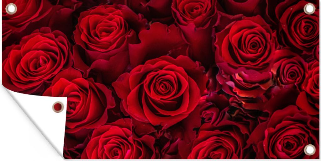 MuchoWow 60x30 cm Outdoor-Poster Gartendeko Sichtschutz Garten Poster für den Garten Blumen - Rosen - Rot