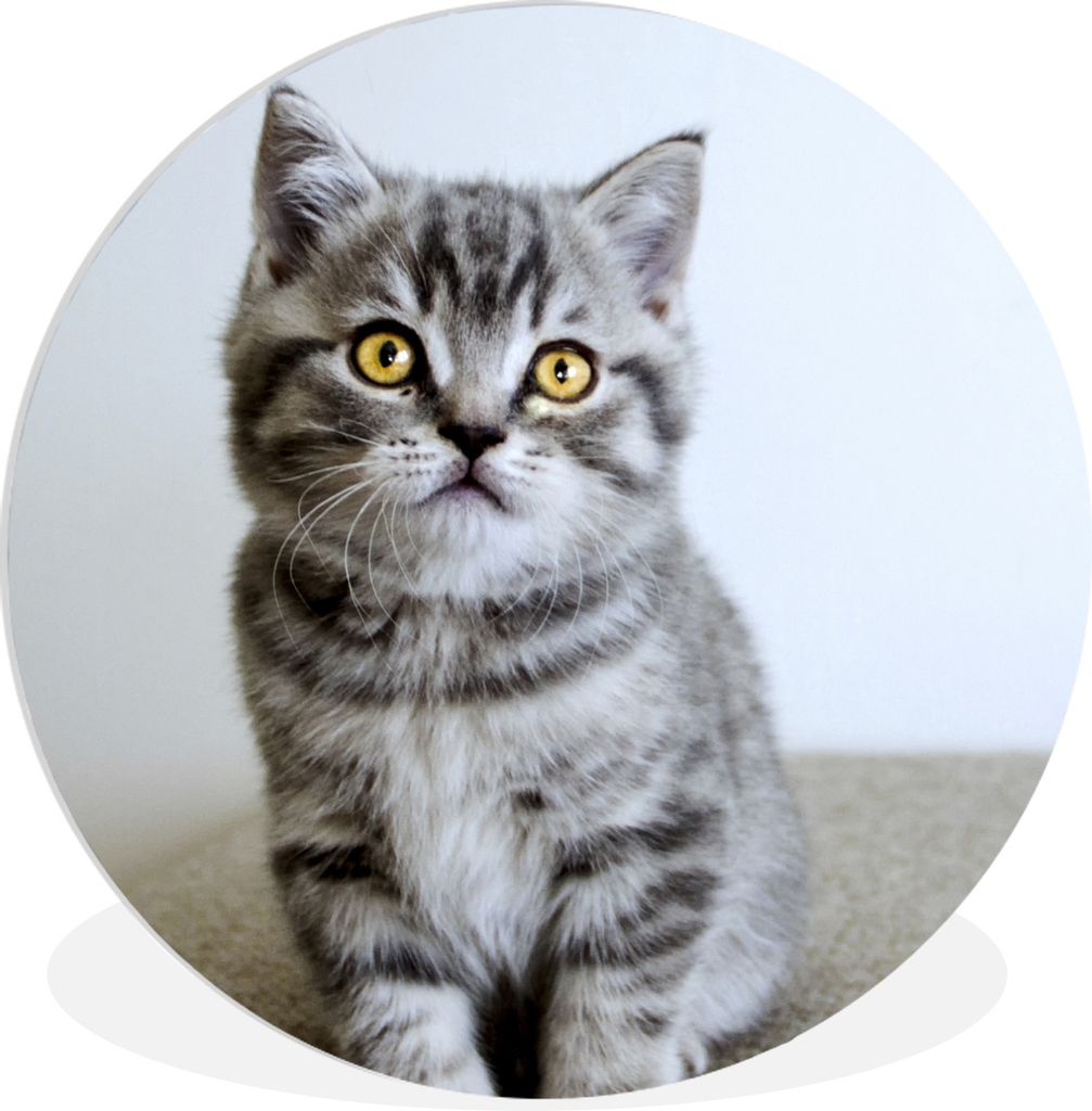 MuchoWow Rundes Wandbild - Runde Bilder Kätzchen - Augen - Gelb - Mädchen - Kinder - Jungen - Kinder Ø 90 cm Kreis Wanddekoration Kunststoff -...