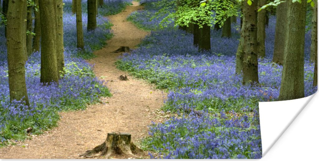 MuchoWow Poster Wald - Weg - Blumen - Blau 150x75 cm - ohne Rahmen