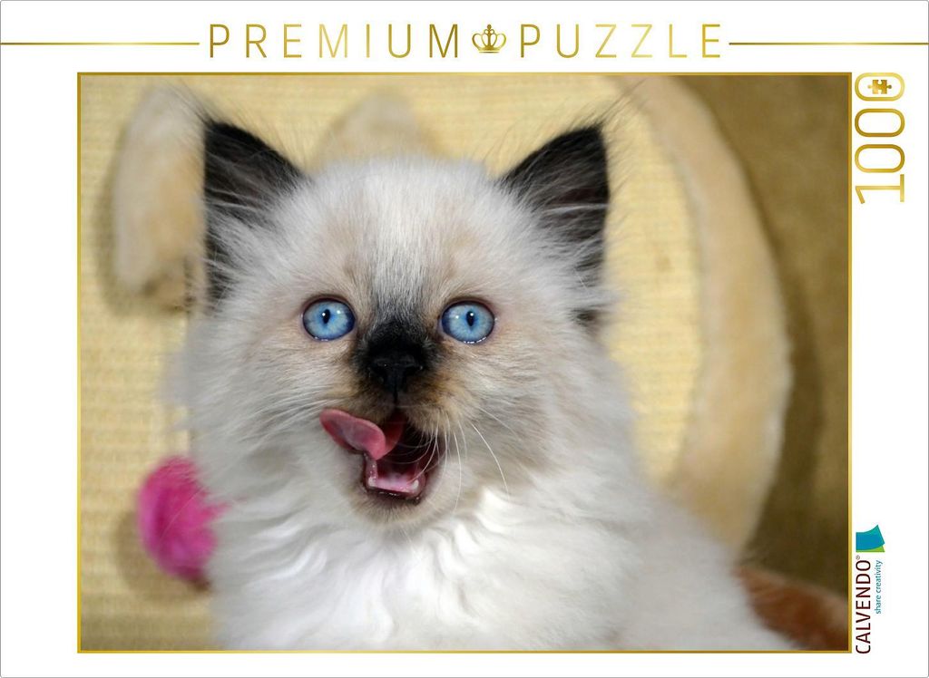 CALVENDO Puzzle Ragdoll Mix | 1000 Teile Lege-Größe 64x48cm Foto-Puzzle für glückliche Stunden