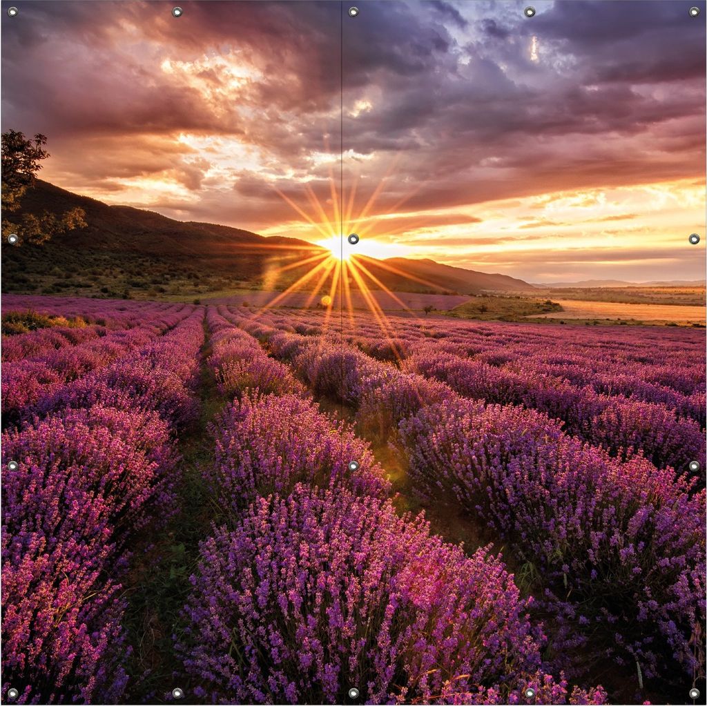 Wallario Outdoor-Poster für Garten oder Balkon, Motiv Lavendelfeld bei Sonnenuntergang - Sonnenstrahlen, in ca. 180 x 180 cm