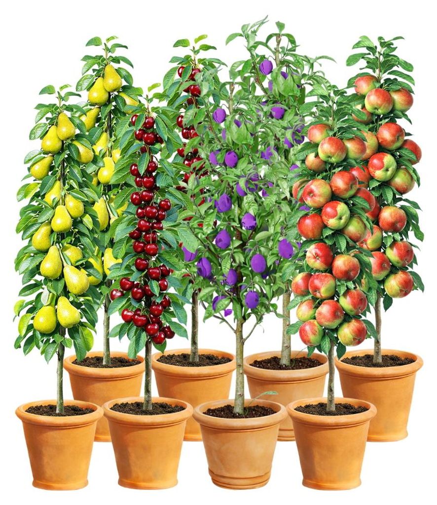 BALDUR Garten 8er Säulenobst-Kollektion, je 2x Birne, Kirsche, Pflaume & Apfel, als Säule Birnbaum, Kirschbaum, Pflaumenbaum, Apfelbaum, Obstbaum...