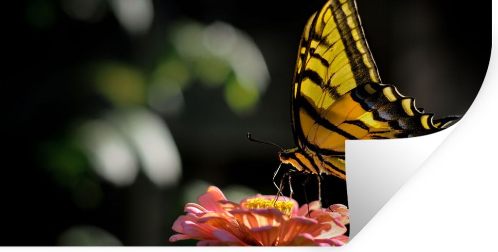 MuchoWow Wandtattoo Wandsticker Wandaufkleber Schmetterling - Botanisch - Blume 80x40 cm Selbstklebend und Repositionierbar - Aufkleber