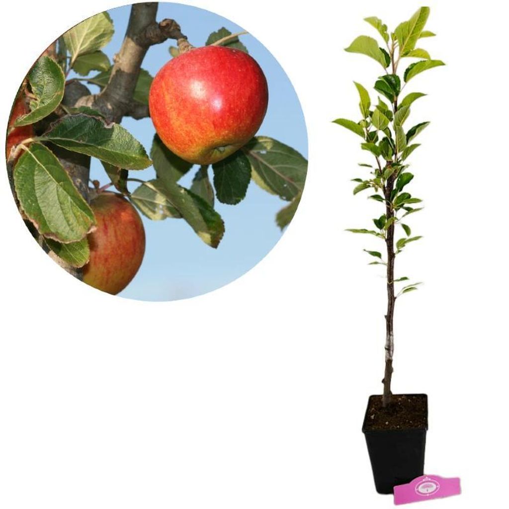 Malus Domestica 'Elstar' Apfelbaum, 1,5 Liter Topf