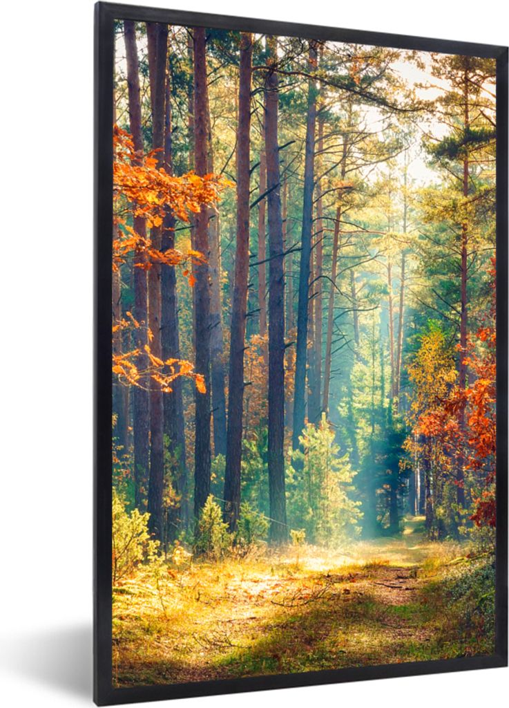 MuchoWow Gerahmtes Poster Wald - Sonne - Natur - Herbst 20x30 cm - Poster mit Schwarzem Bilderrahmen Wandposter Rahmen Foto Bilder - Drucken - Bi...
