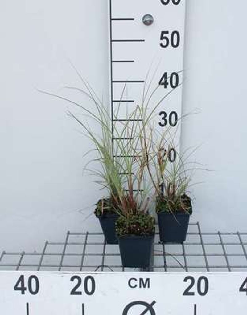 6 x Miscanthus sin. 'Morning Light' - Chinaschilf - Topf 9 x 9 cm