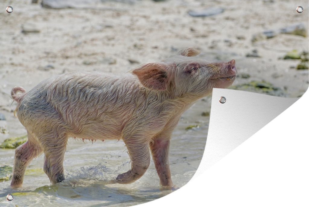MuchoWow 90x60 cm Outdoor-Poster Gartendeko Sichtschutz Garten Poster für den Garten Schwein - Bahamas - Sand