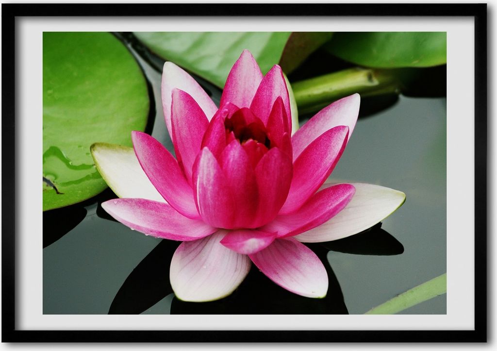 Bild - Bilderrahmen - 100 cm x 70 cm - MDF - Rahmen - Foto - Wandkunst Seerose