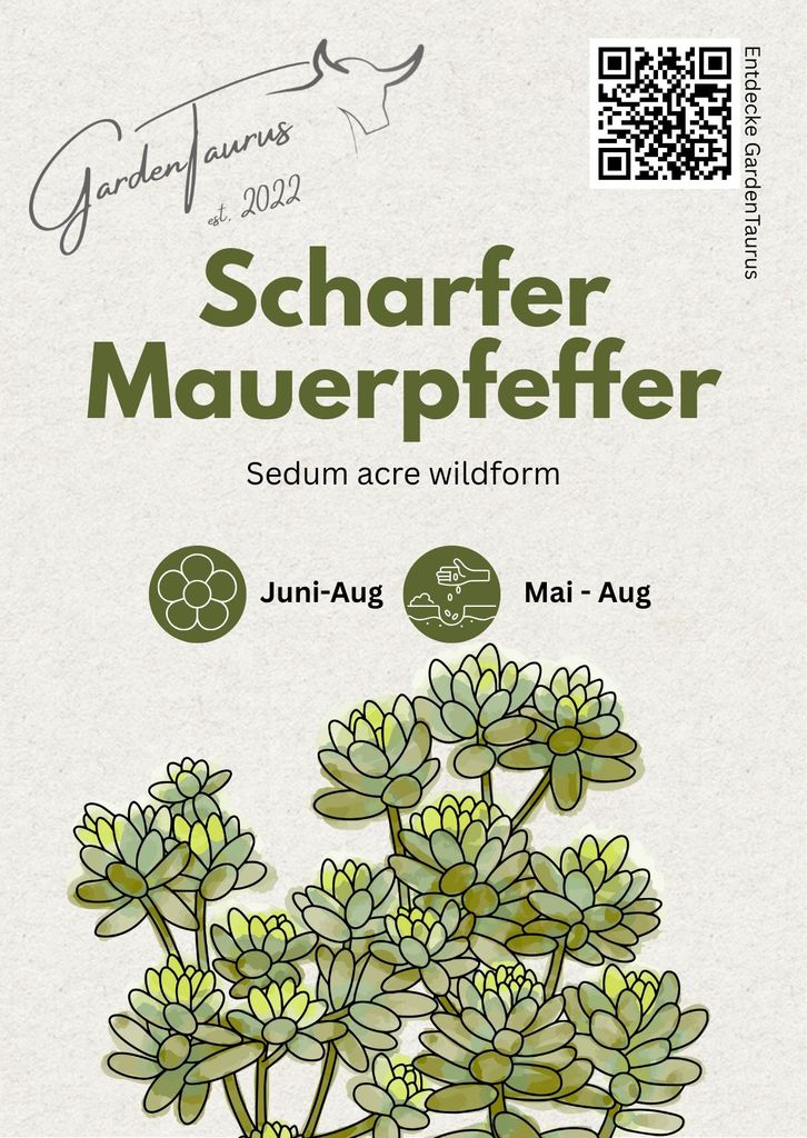 Sedum Acre (Wildform), scharfer Mauerpfeffer, Portion, trockenresistent, Nektarspender