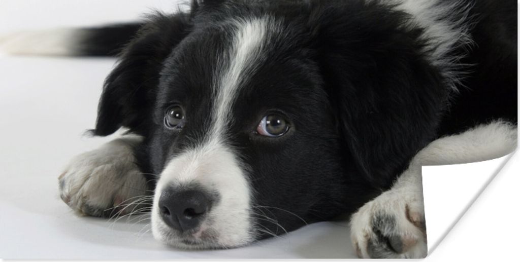 MuchoWow Poster Ein Border Collie liegt auf dem Boden 40x20 cm - Poster für die Wand - Poster Schlafzimmer