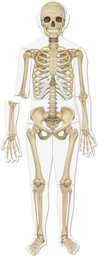 Comprendre l'anatomie facilement - Modèle de corps humain magnétique