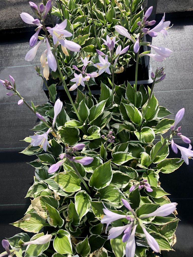 6 x Hosta hybr. 'Patriot' - Funkie - Topf 9 x 9 cm