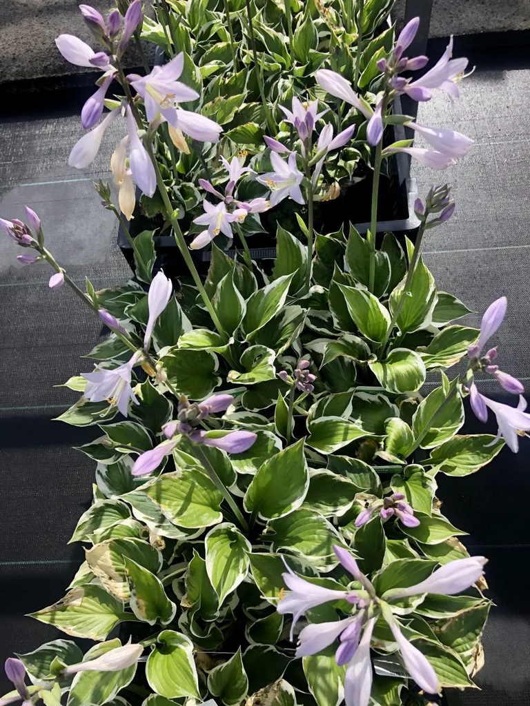 Hosta hybr. Patriot - Lot de 6 plantes Funkia en pot de 9x9 cm pour jardin