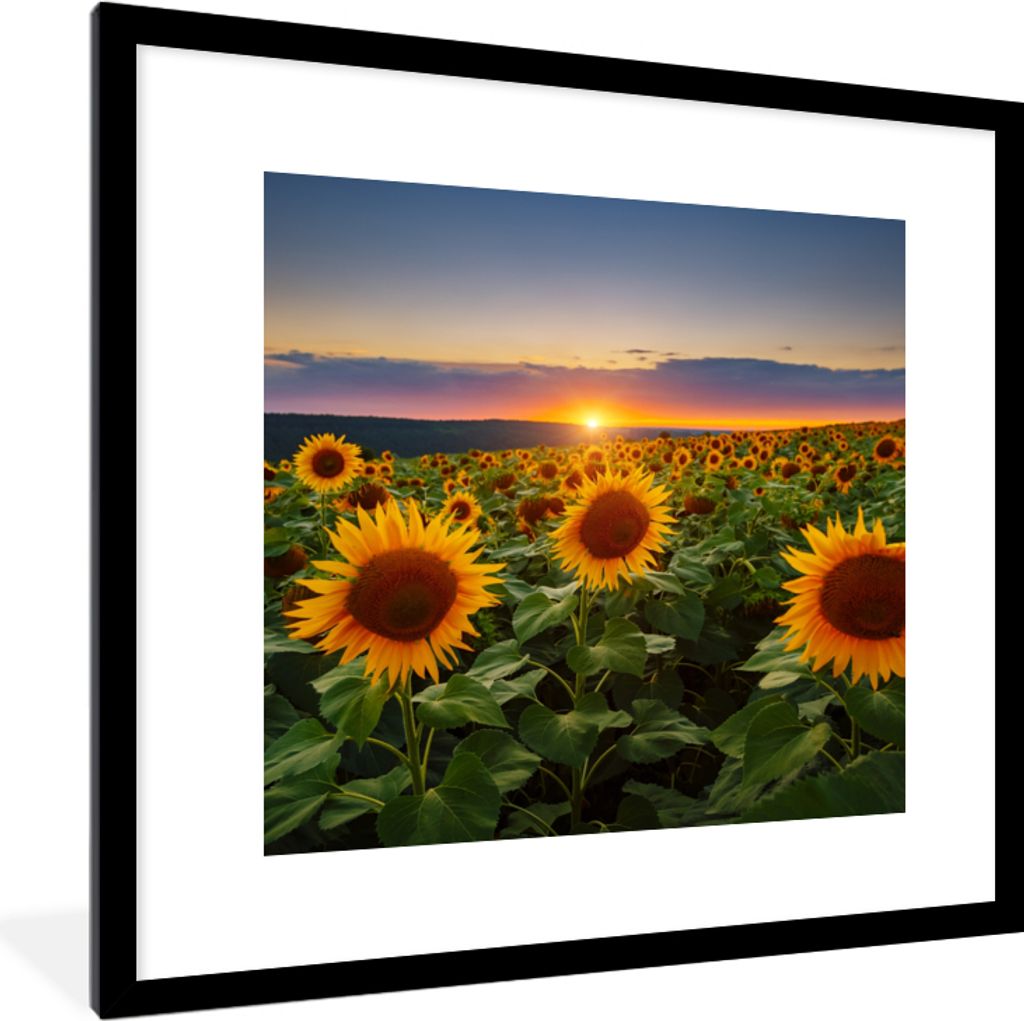 MuchoWow Gerahmtes Poster Blumen - Nacht - Sonnenuntergang - Sonnenblume - Horizont 40x40 cm - Poster mit Schwarzem Bilderrahmen Wandposter Rahme...