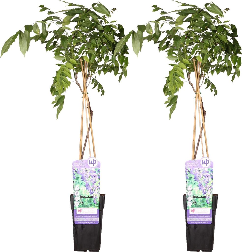 2X Wisteria sinensis 'Prolific' - 65Cm - Ø15
