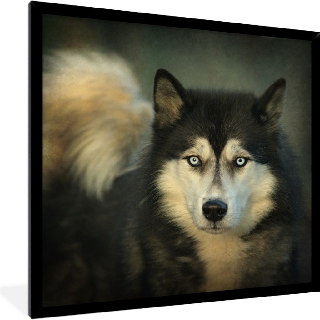 MuchoWow Gerahmtes Poster Husky schaut in die Kamera 40x40 cm - Poster mit Schwarzem Bilderrahmen Wandposter Rahmen Foto Bilder - Mit Rahmen - Wa...